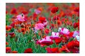 Mohn M 12